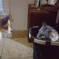 KamiKatze